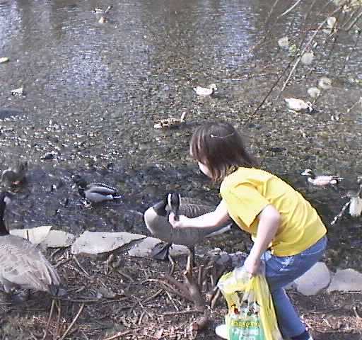 Hand feeding a goose.